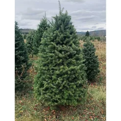 Outlet Kirklands Home 5 ft. Fresh Cut Balsam Fir Christmas Tree