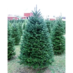 Outlet Kirklands Home 6 ft. Fresh Cut Balsam Fir Christmas Tree