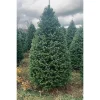 Clearance Kirklands Home 7 ft. Fresh Cut Balsam Fir Christmas Tree
