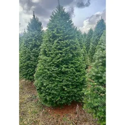 Clearance Kirklands Home 7 ft. Fresh Cut Balsam-Fraser Fir Christmas Tree