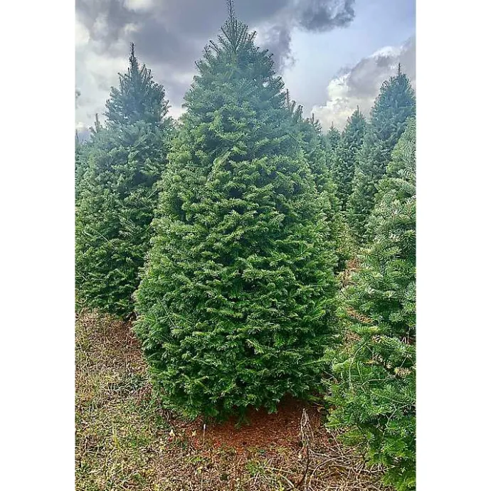 Clearance Kirklands Home 7 ft. Fresh Cut Balsam-Fraser Fir Christmas Tree