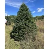 Sale Kirklands Home 7 ft. Fresh Cut Canadian Fraser Fir Christmas Tree