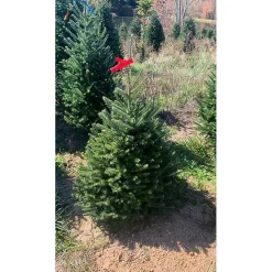Outlet Kirklands Home 5 ft. Fresh Cut Fraser Fir Christmas Tree