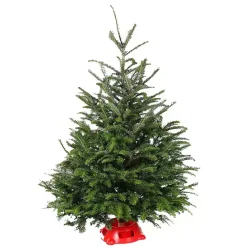 Outlet Kirklands Home 4 ft. Fresh Fraser Fir Christmas Tree with Stand