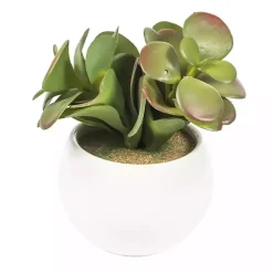Clearance Kirklands Home Assorted Succulents in White Planters, Set of 3