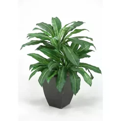Clearance Kirklands Home Birdnest Palm Tree in Black Planter