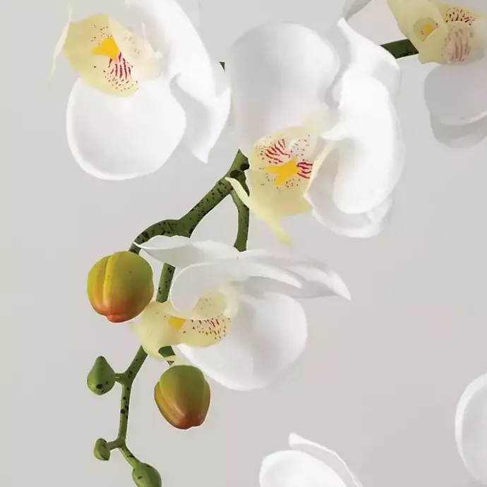 Outlet Kirklands Home Blooming White Orchid Potted Floral Arrangement