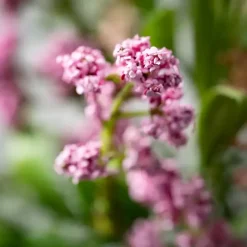 Hot Kirklands Home Blush Berry and Leaf Stems, Set of 6