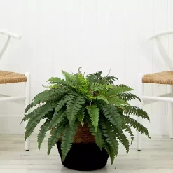 Outlet Kirklands Home Boston Fern Arrangement in Woven Basket DIY Kit