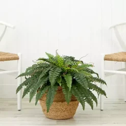 Sale Kirklands Home Boston Fern Arrangement in Brown Basket DIY Kit