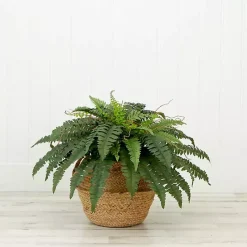 Sale Kirklands Home Boston Fern Arrangement in Brown Basket DIY Kit