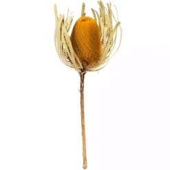 Outlet Kirklands Home Dried Jumbo Banksia Stems, Set of 3 Gold