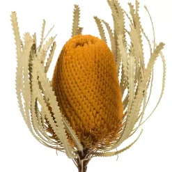 Outlet Kirklands Home Dried Jumbo Banksia Stems, Set of 3 Gold