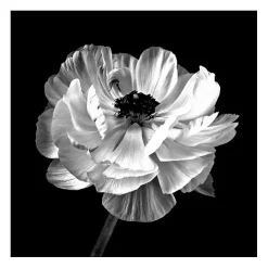New Kirklands Home Noir Ranunculus Floral Giclee Canvas Art Print