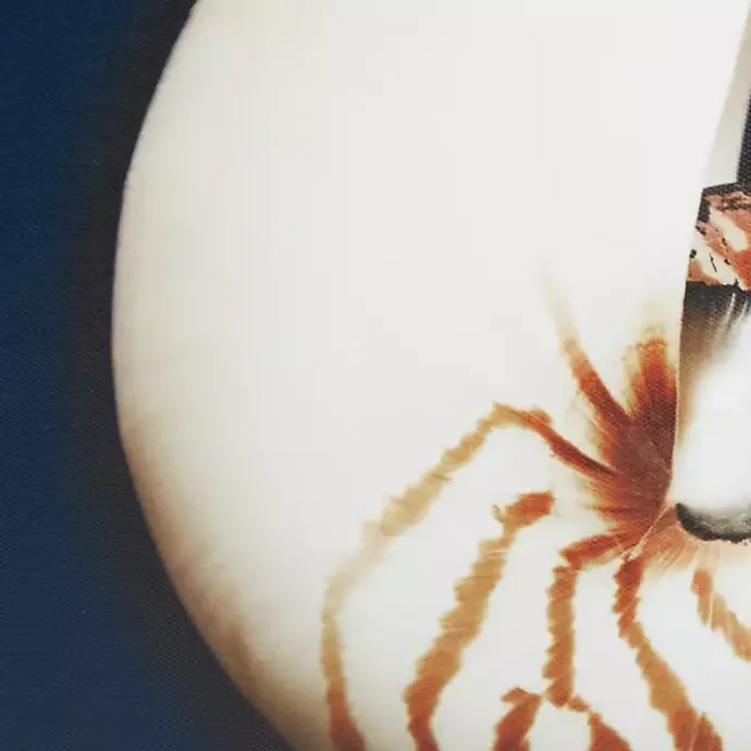 Best Kirklands Home Ocean Shell Framed Canvas Art Prints, Set of 4