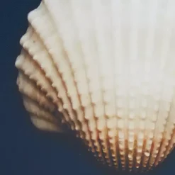 Best Kirklands Home Ocean Shell Framed Canvas Art Prints, Set of 4