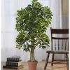 Sale Kirklands Home Schefflera Tree in Terra Cotta Planter, 4 ft.