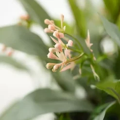 Outlet Kirklands Home Seeded Blade Eucalyptus Wreath, 25 in. Green