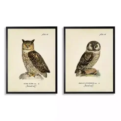 Sale Kirklands Home Sitting Owls Black Framed Art Prints, Set of 2 Brown