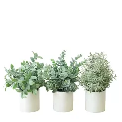 Online Kirklands Home Succulent Arrangements in Ceramic Pots, Set of 3