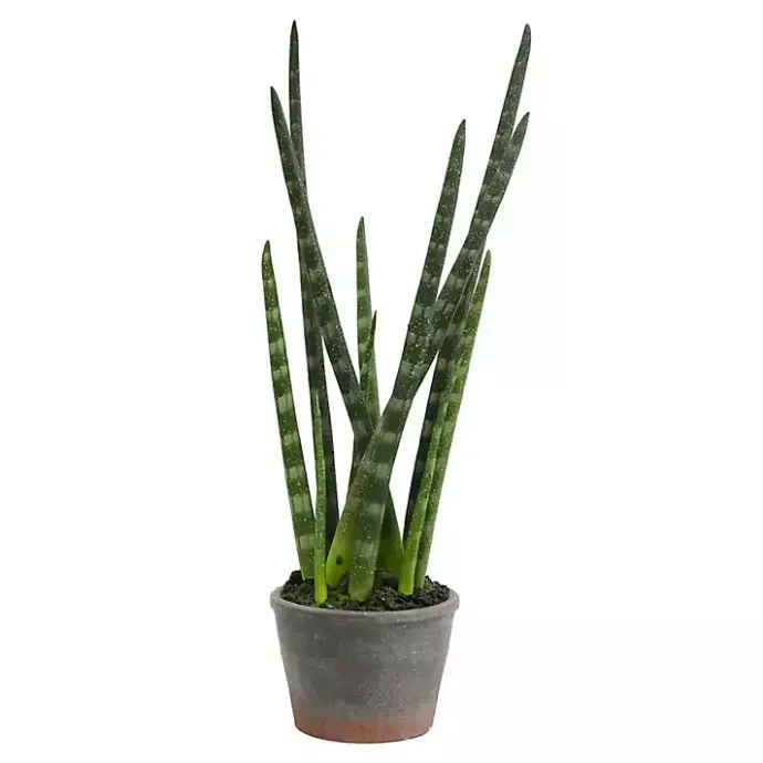 Clearance Kirklands Home Tiger Tail Succulent in Distressed Planter Green