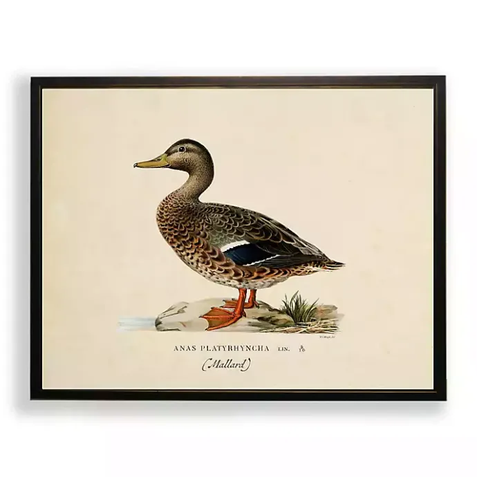 Best Kirklands Home Vintage Female Mallard Duck Framed Art Print