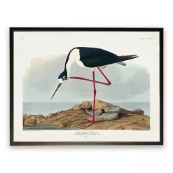 Outlet Kirklands Home Vintage Long Legged Avocet Framed Art Print