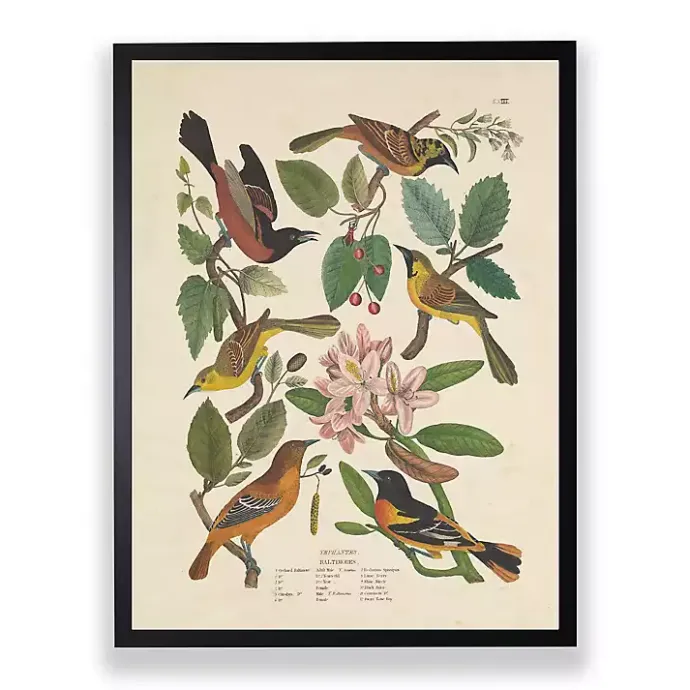 Sale Kirklands Home Vintage Oriole Birds Framed Art Print