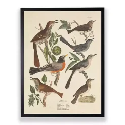 Outlet Kirklands Home Vintage Thrush Birds Framed Art Print