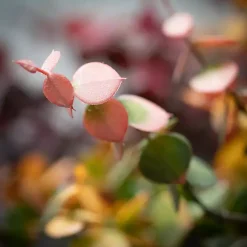 New Kirklands Home Warm Toned Eucalyptus Stems, Set of 3 Multi